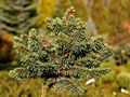 Picea pungens Smidek IMG_1830 Świerk kłujący